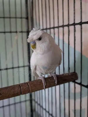 Budgerigar Male
