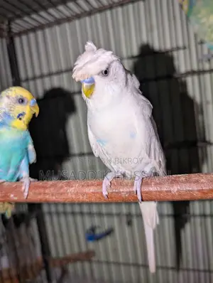 Budgerigar Male