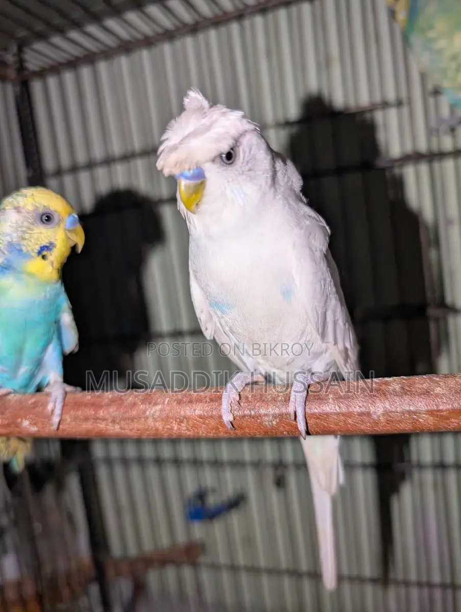 Budgerigar Male