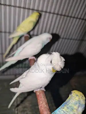 Budgerigar Male