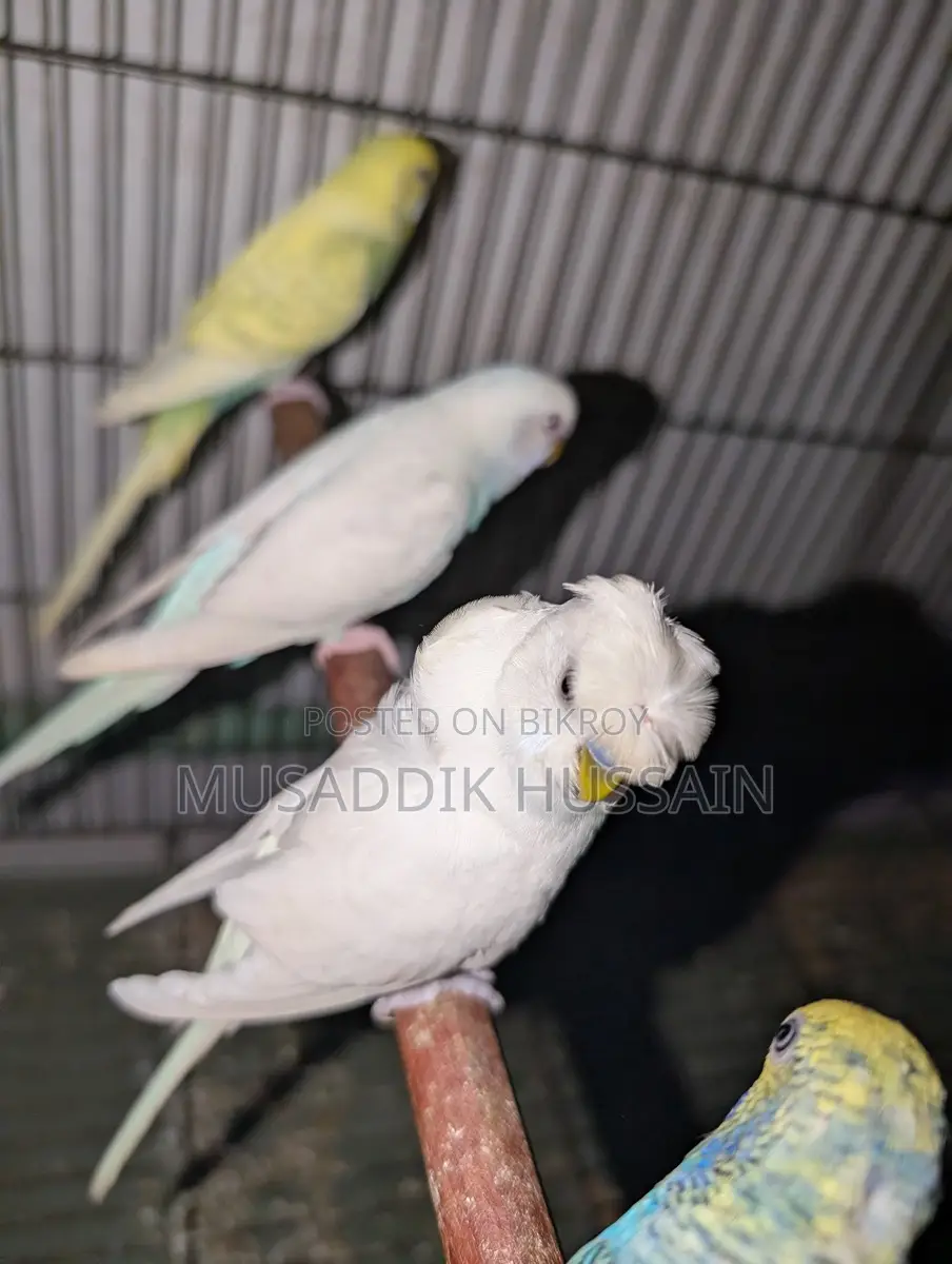 Budgerigar Male