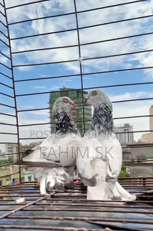 Giribaz Pigeon