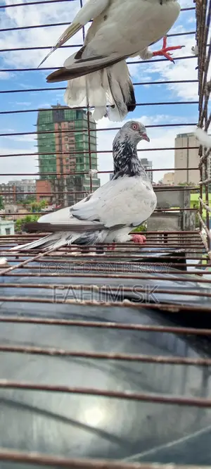 Giribaz Pigeon