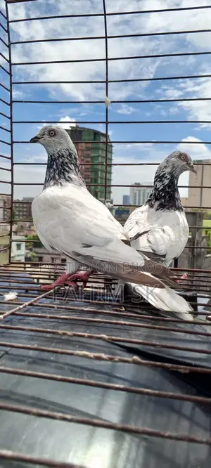 Giribaz Pigeon