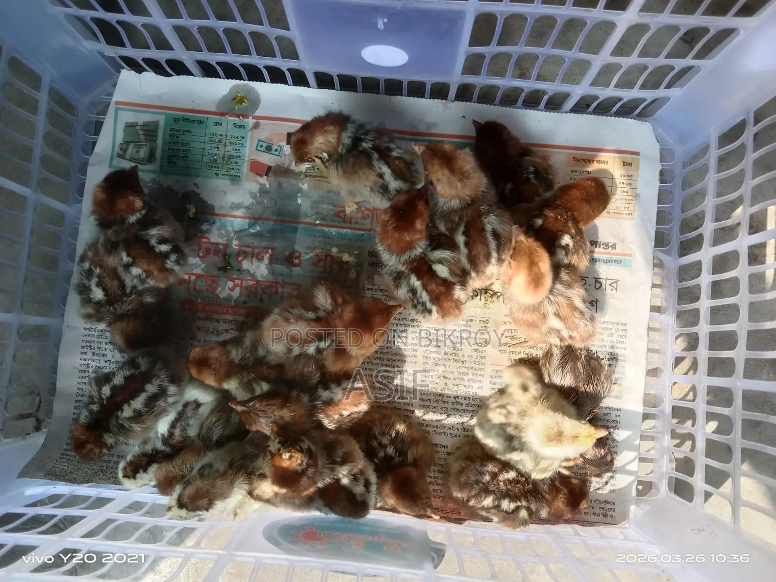 Fayoumi Chicks
