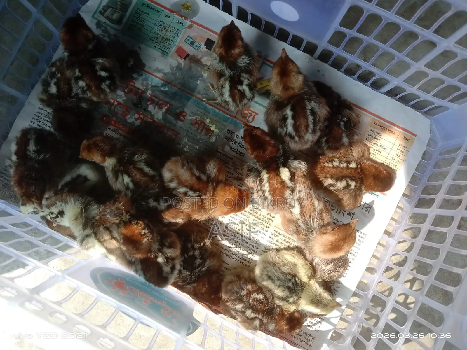Fayoumi Chicks
