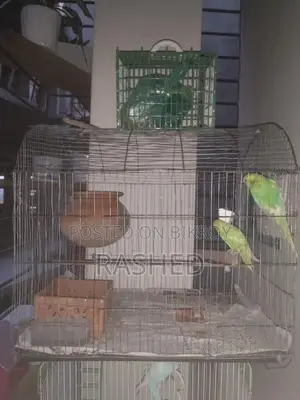 Budgie Birds for Sale with Cage