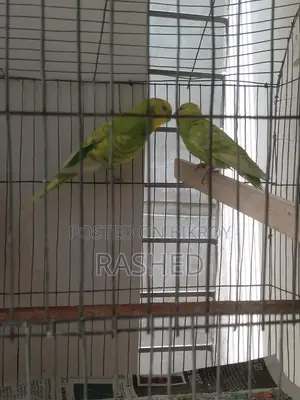 Budgie Birds for Sale with Cage