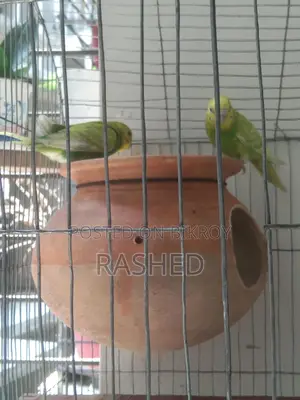 Budgie Birds for Sale with Cage