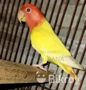 Pair of Lovebirds and Cockatiels for Sale