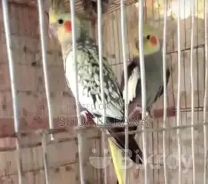 Pair of Lovebirds and Cockatiels for Sale