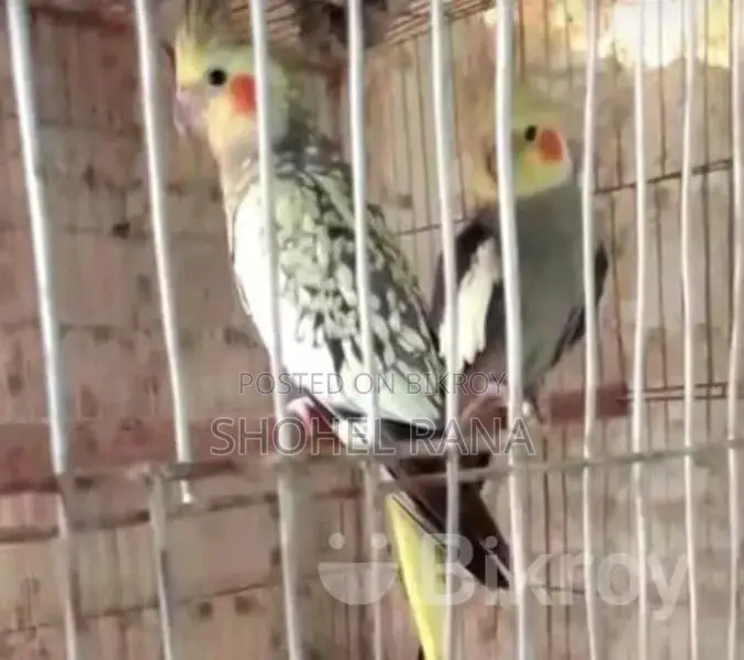 Pair of Lovebirds and Cockatiels for Sale