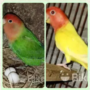 Pair of Lovebirds and Cockatiels for Sale