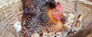 Hen with Chicks