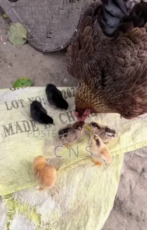 Hen with Chicks