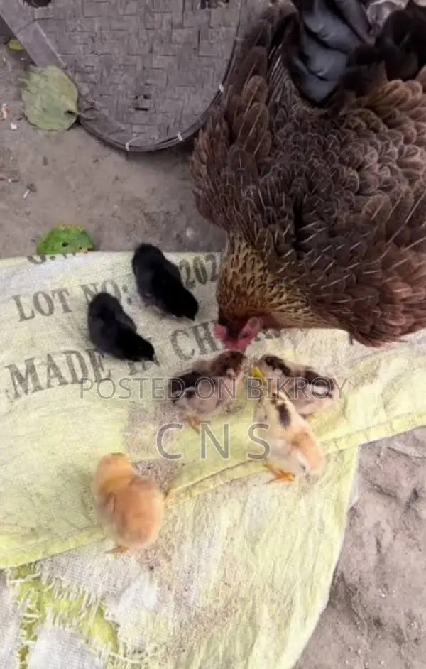 Hen with Chicks