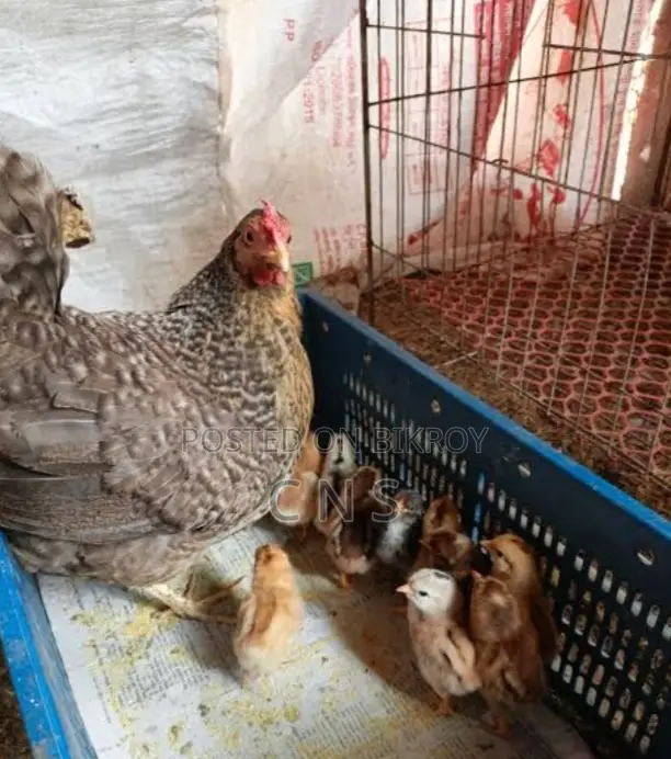 Hen with Chicks