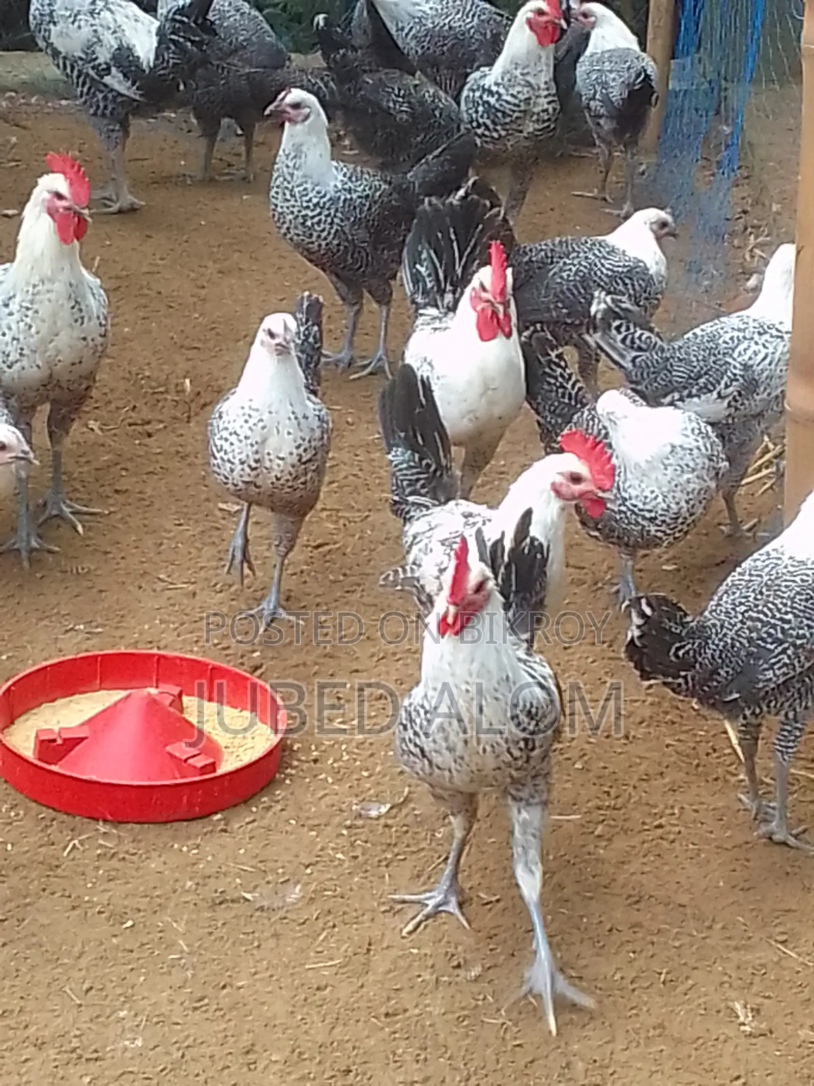 ফাওমি মুরগি বিক্রি – ৩ মাস ২০ দিন বয়স