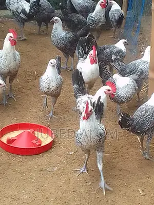ফাওমি মুরগি বিক্রি – ৩ মাস ২০ দিন বয়স