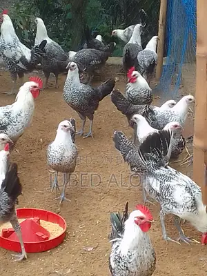 ফাওমি মুরগি বিক্রি – ৩ মাস ২০ দিন বয়স