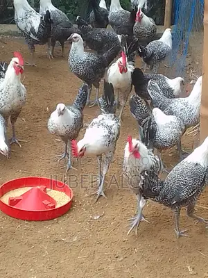ফাওমি মুরগি বিক্রি – ৩ মাস ২০ দিন বয়স