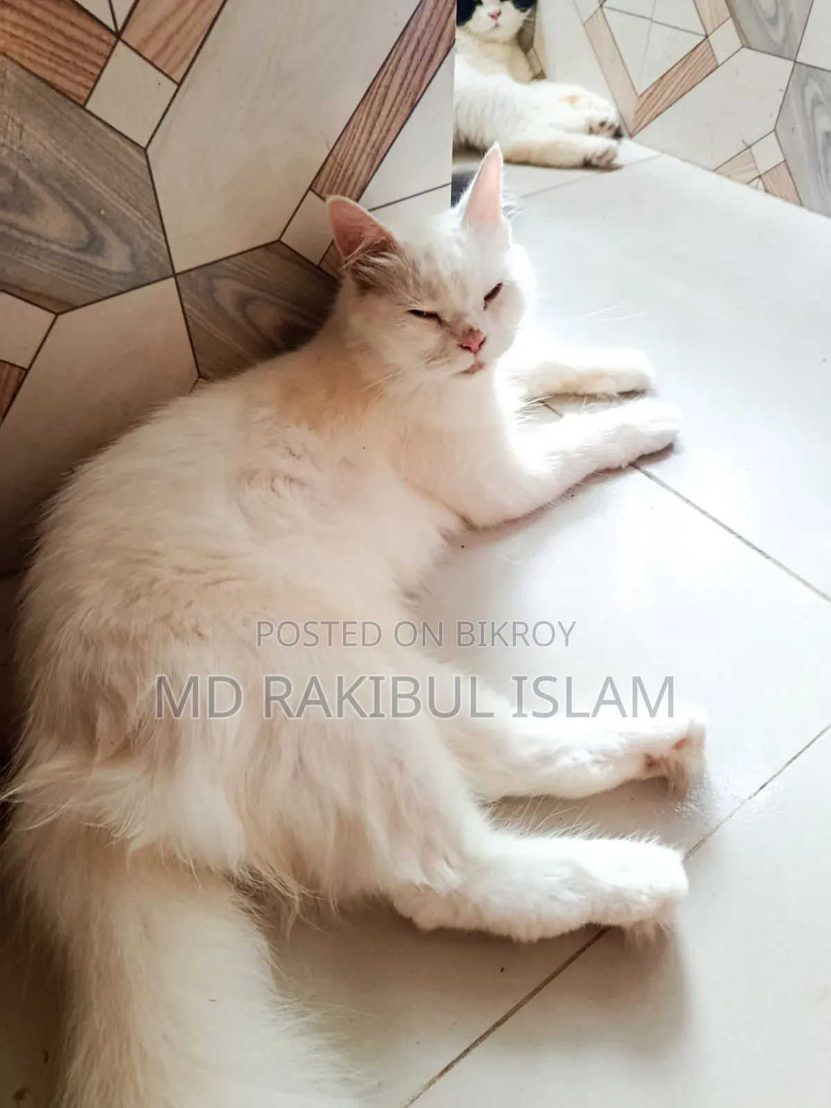 1+ Year Old Female Purebred Persian Cat