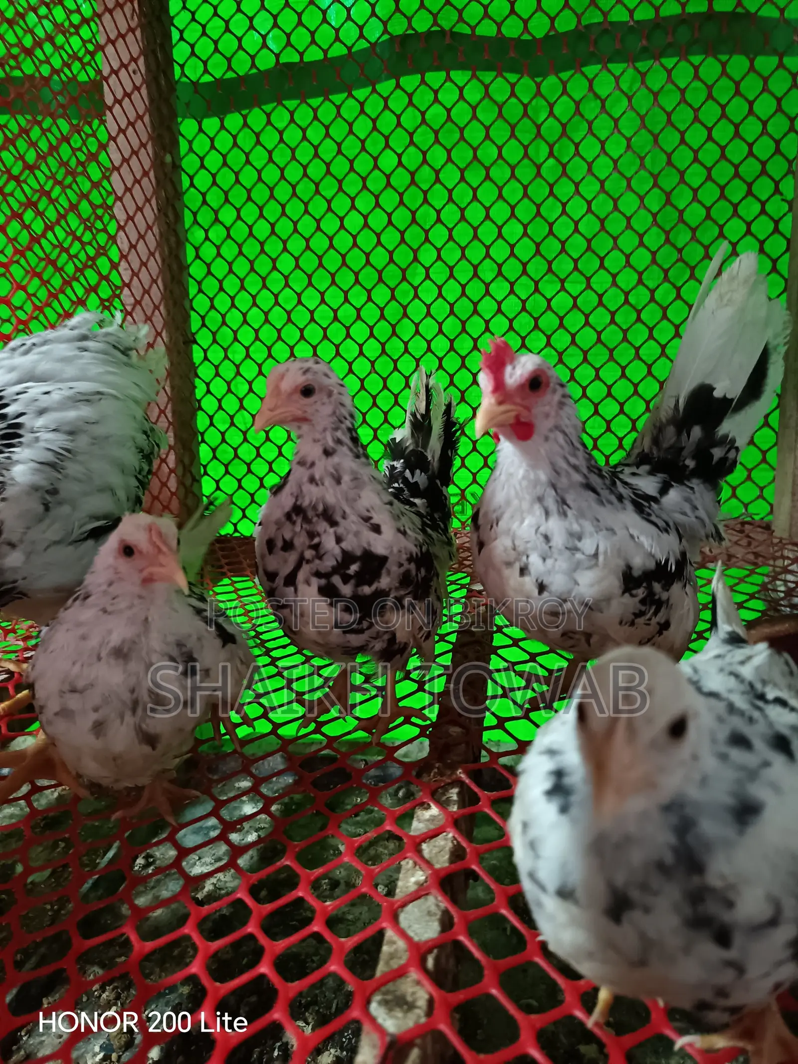 Hill Chicken