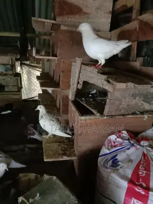 King Pigeons Running