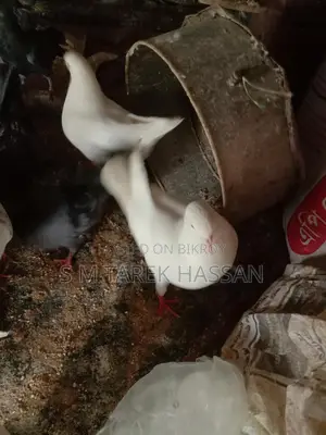 King Pigeons Running