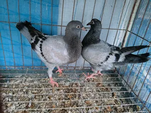 কিং বেবি জোড়া