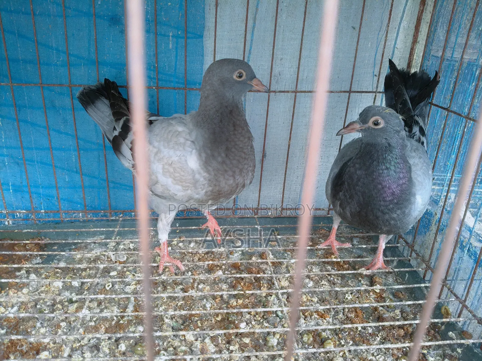 কিং বেবি জোড়া