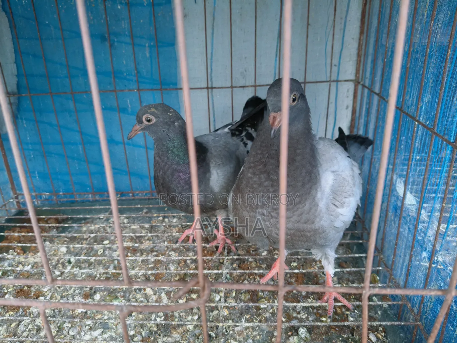 কিং বেবি জোড়া