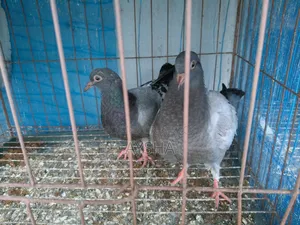কিং বেবি জোড়া