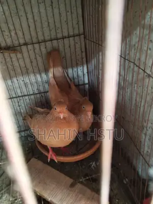 Giyachulli Pigeon