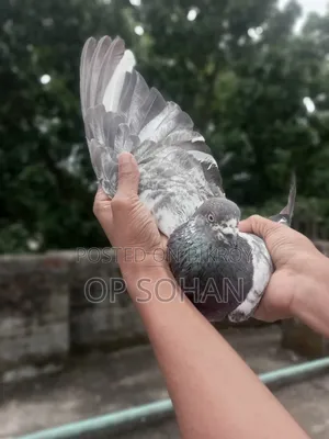 2 Male Pigeons for Sale