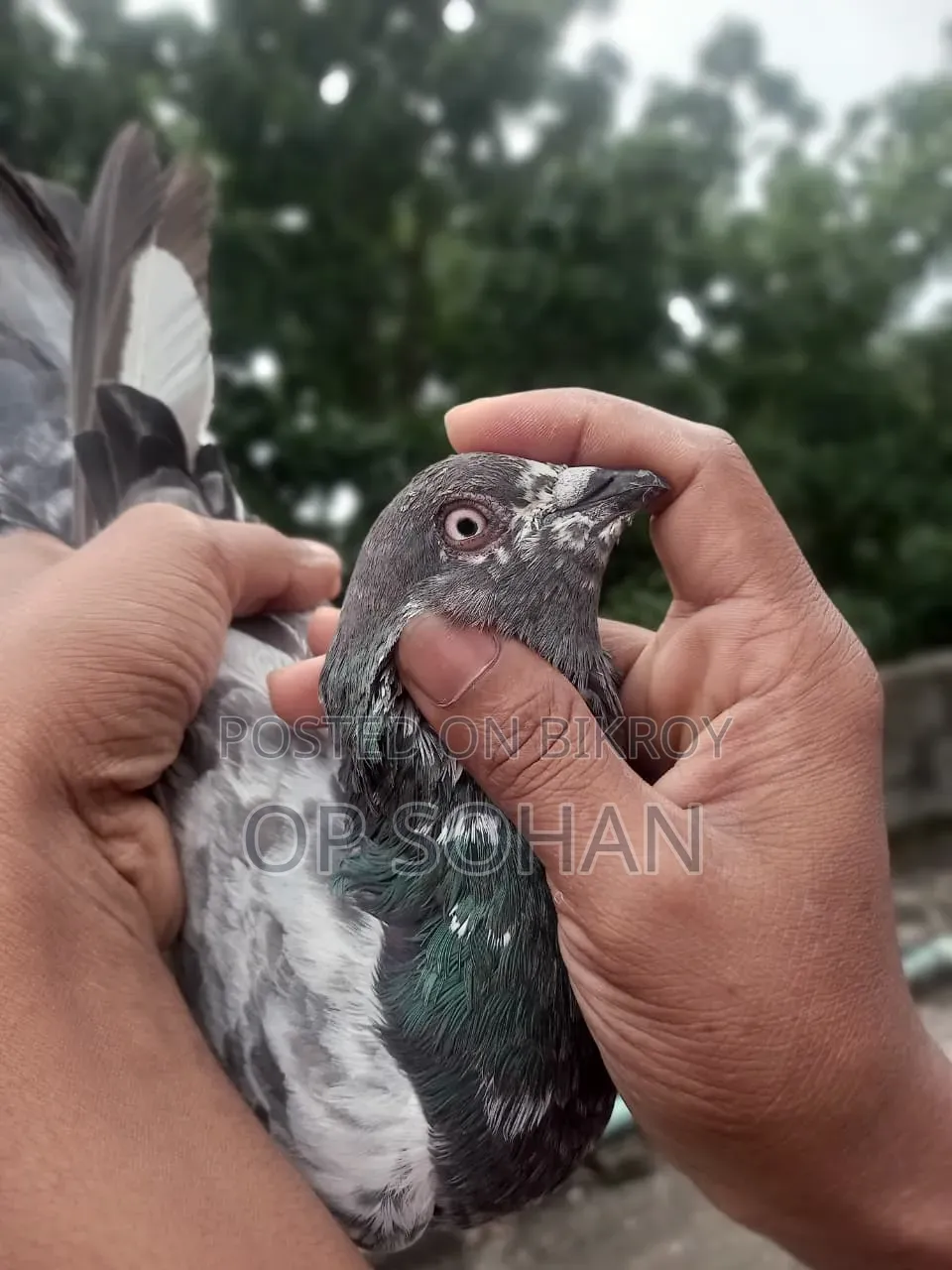 2 Male Pigeons for Sale