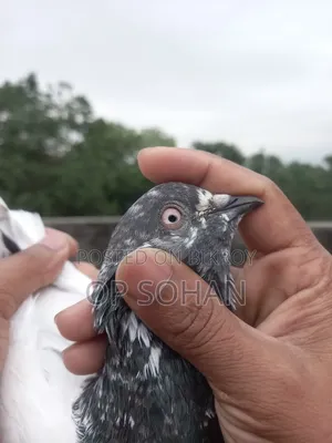 2 Male Pigeons for Sale
