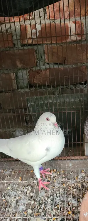 Quality Pigeons