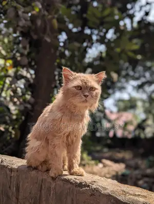 পার্সিয়ান বিড়াল