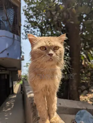 পার্সিয়ান বিড়াল