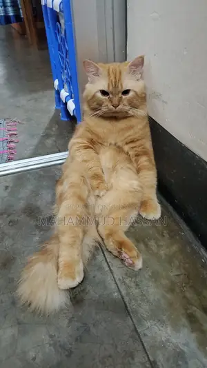 পারসিয়ান বিড়াল