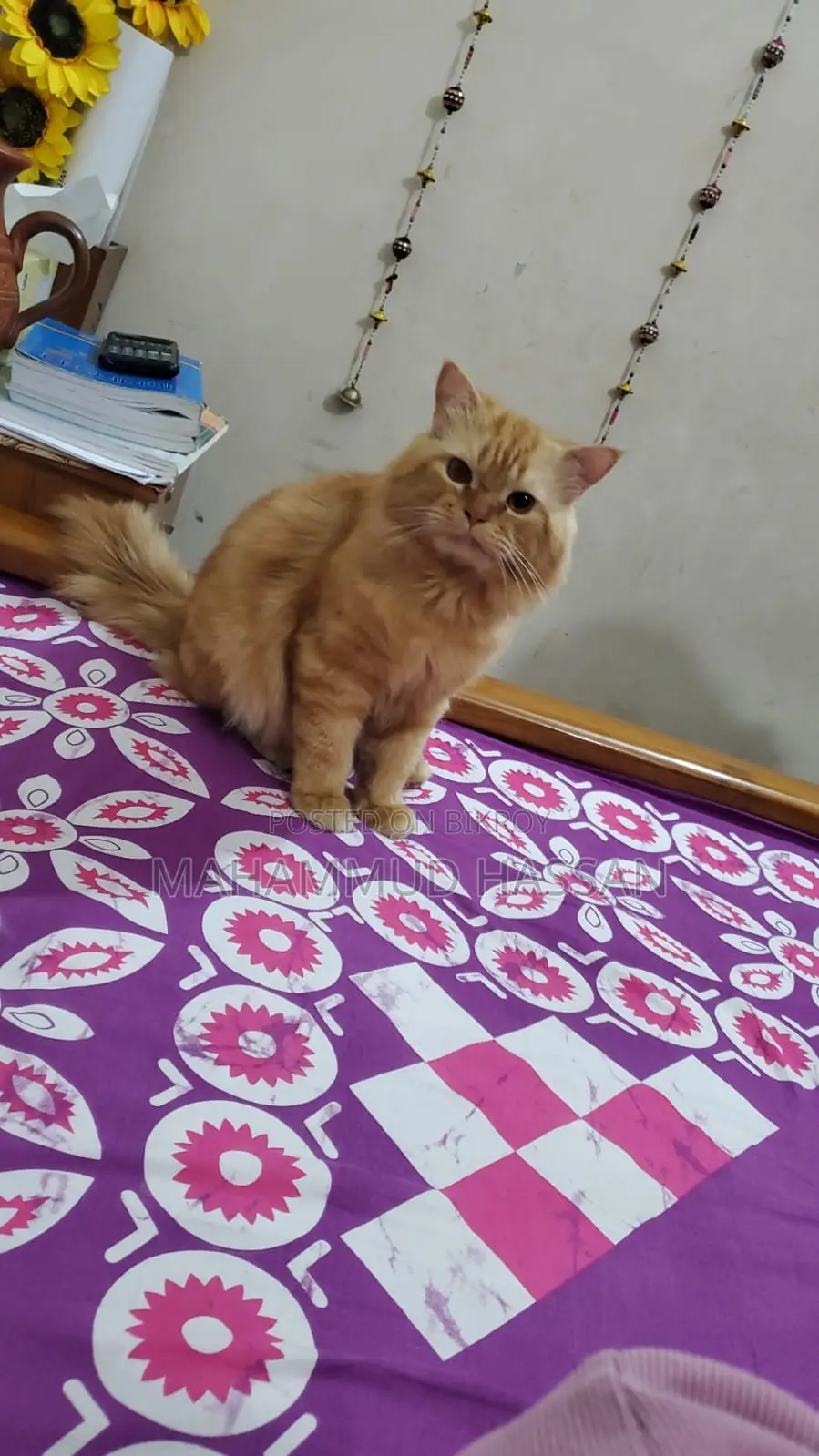 পারসিয়ান বিড়াল