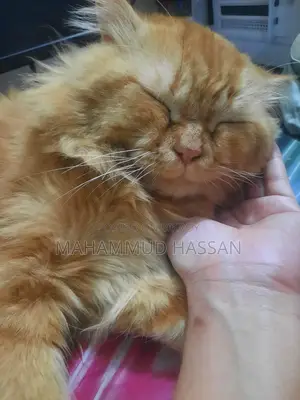 পারসিয়ান বিড়াল