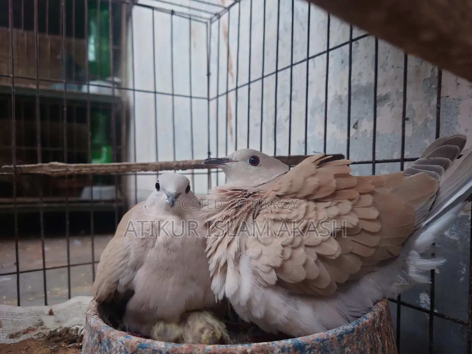 Running pair of Australian Doves with two chicks