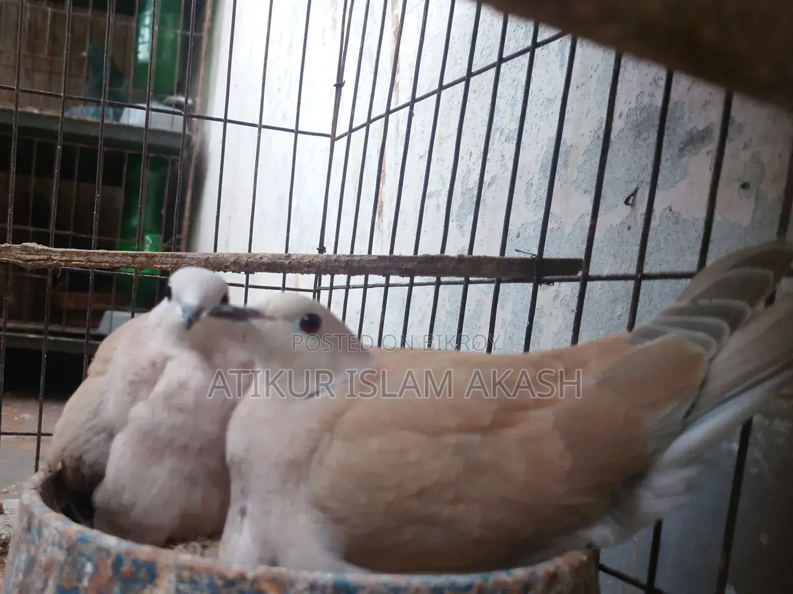 Running pair of Australian Doves with two chicks