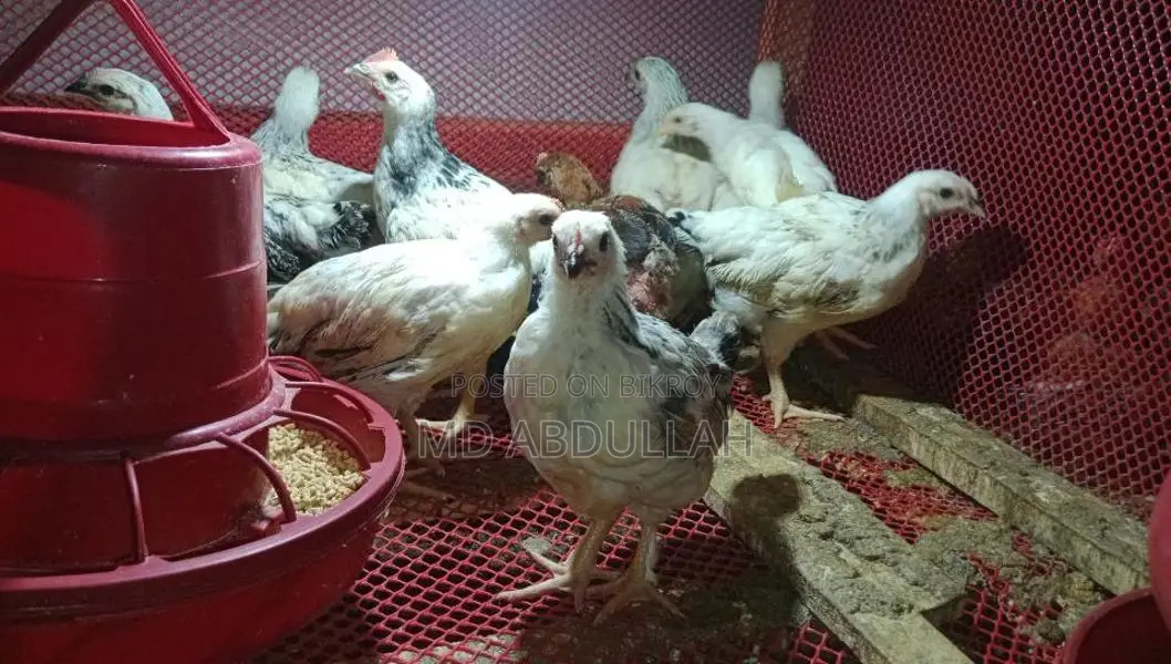 টাইগার মুরগি বিক্রি হবে স্বল্প মূল্যে