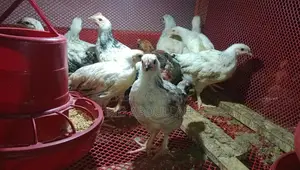 Tiger Chickens for Sale at Affordable Prices