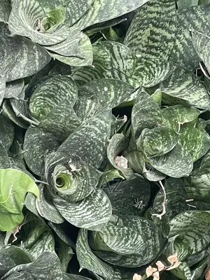 Indoor Plant