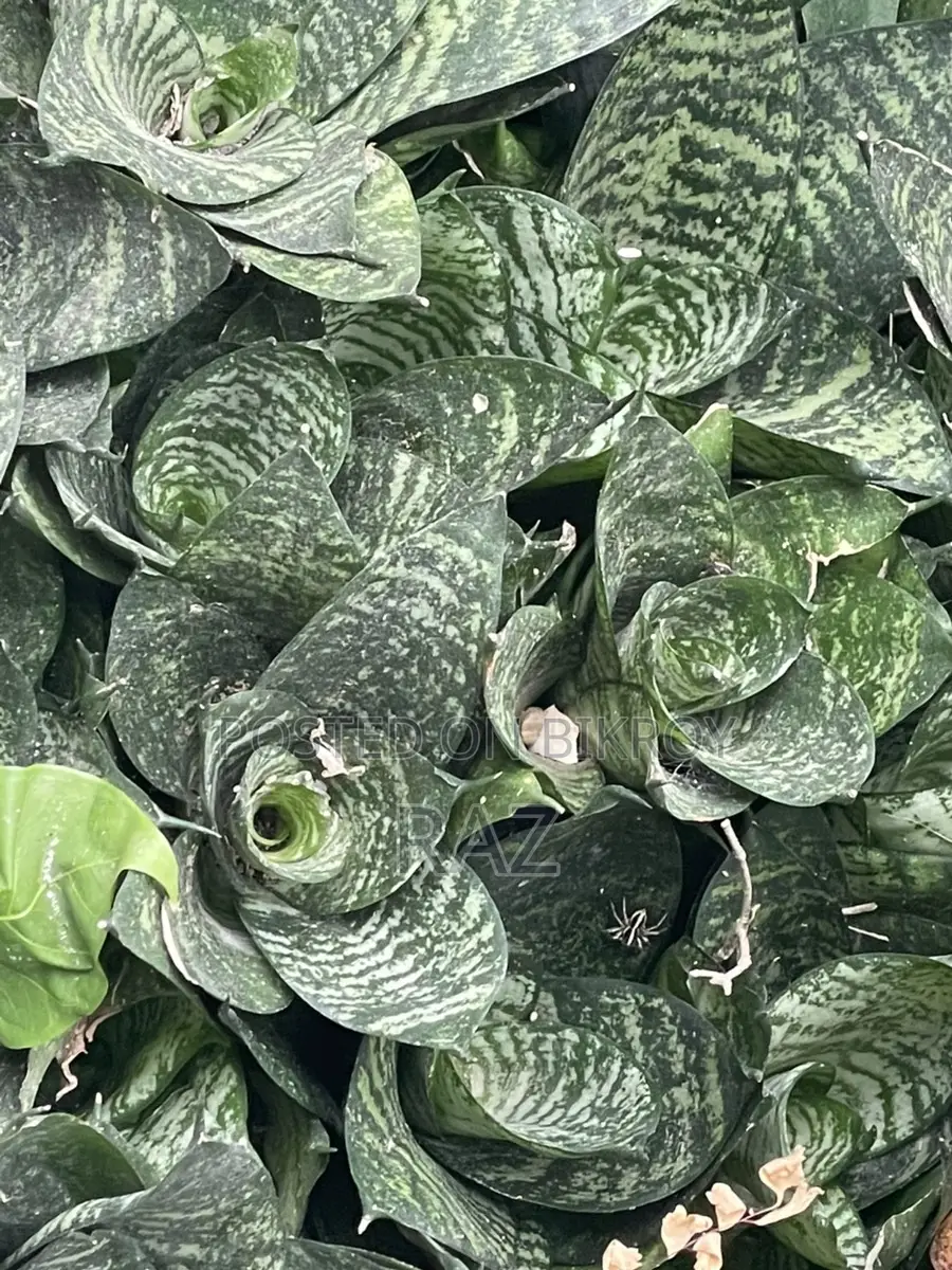 Indoor Plant