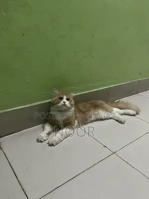 Persian Male Cat
